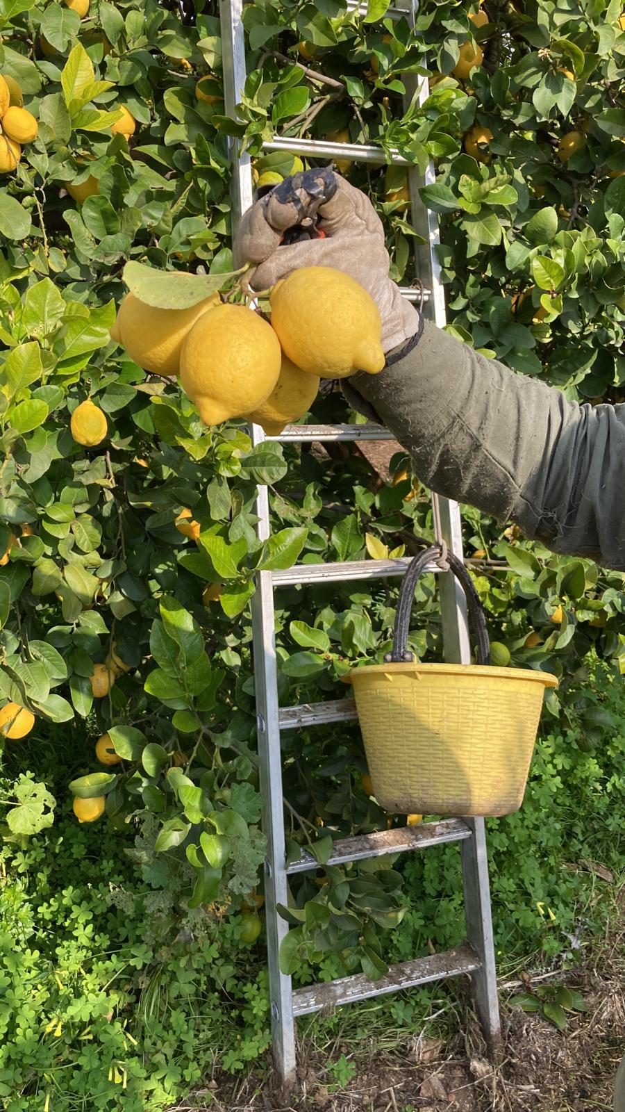 Raccolta di limoni con scala e secchio