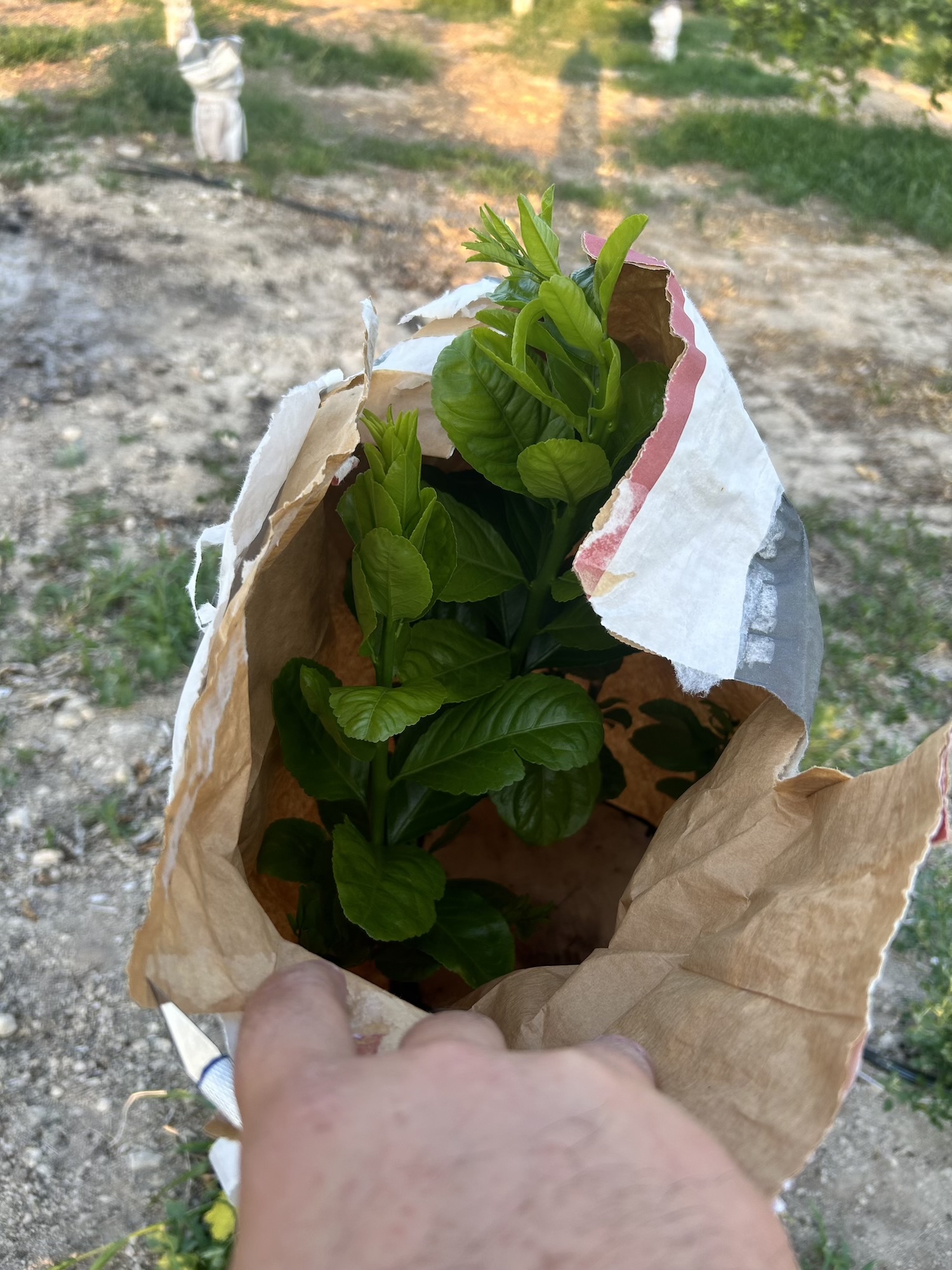 Innesto di albero di limoni