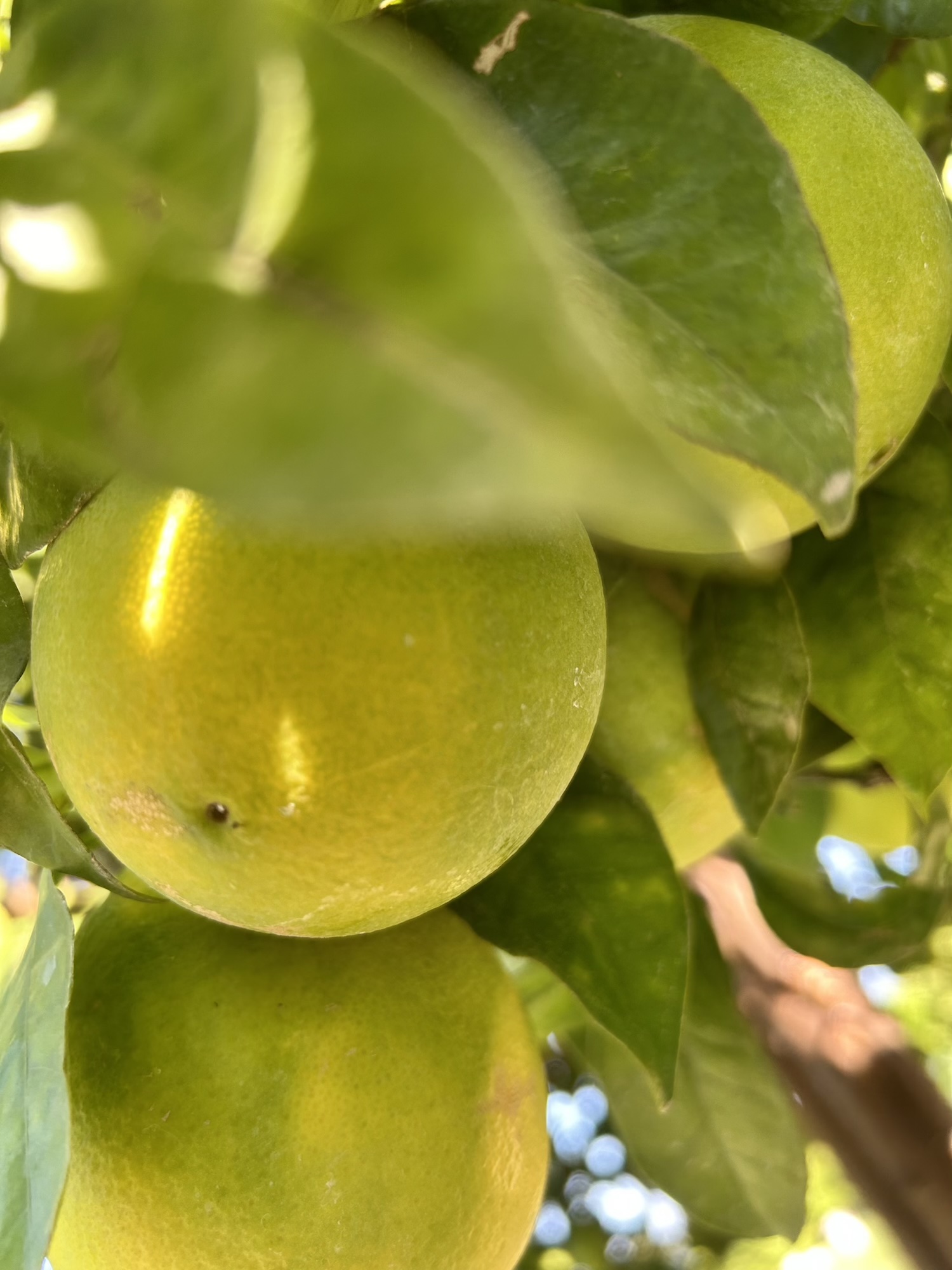 Limoni in primo piano sull'albero