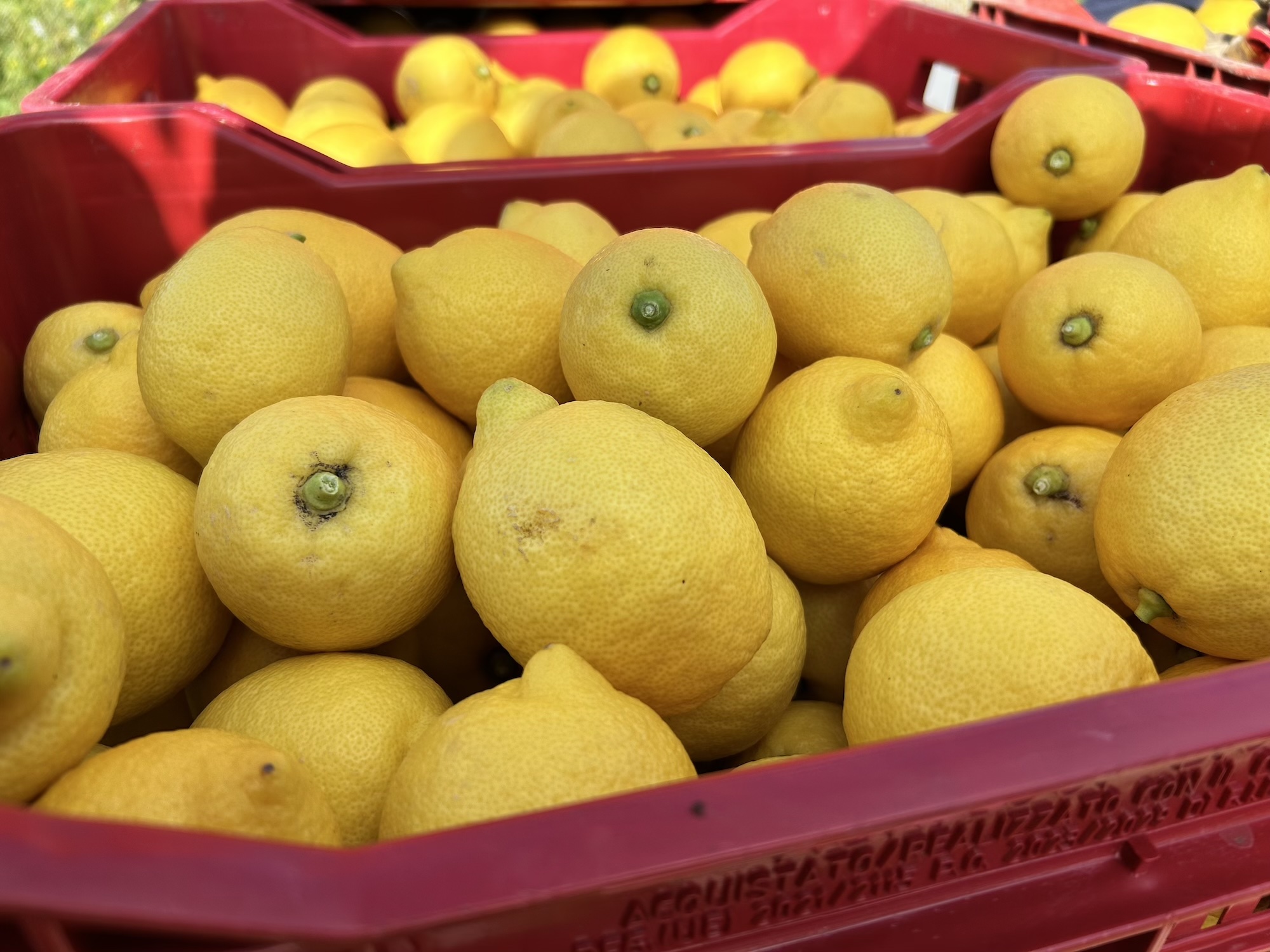 Limoni gialli raccolti in cassette sul campo