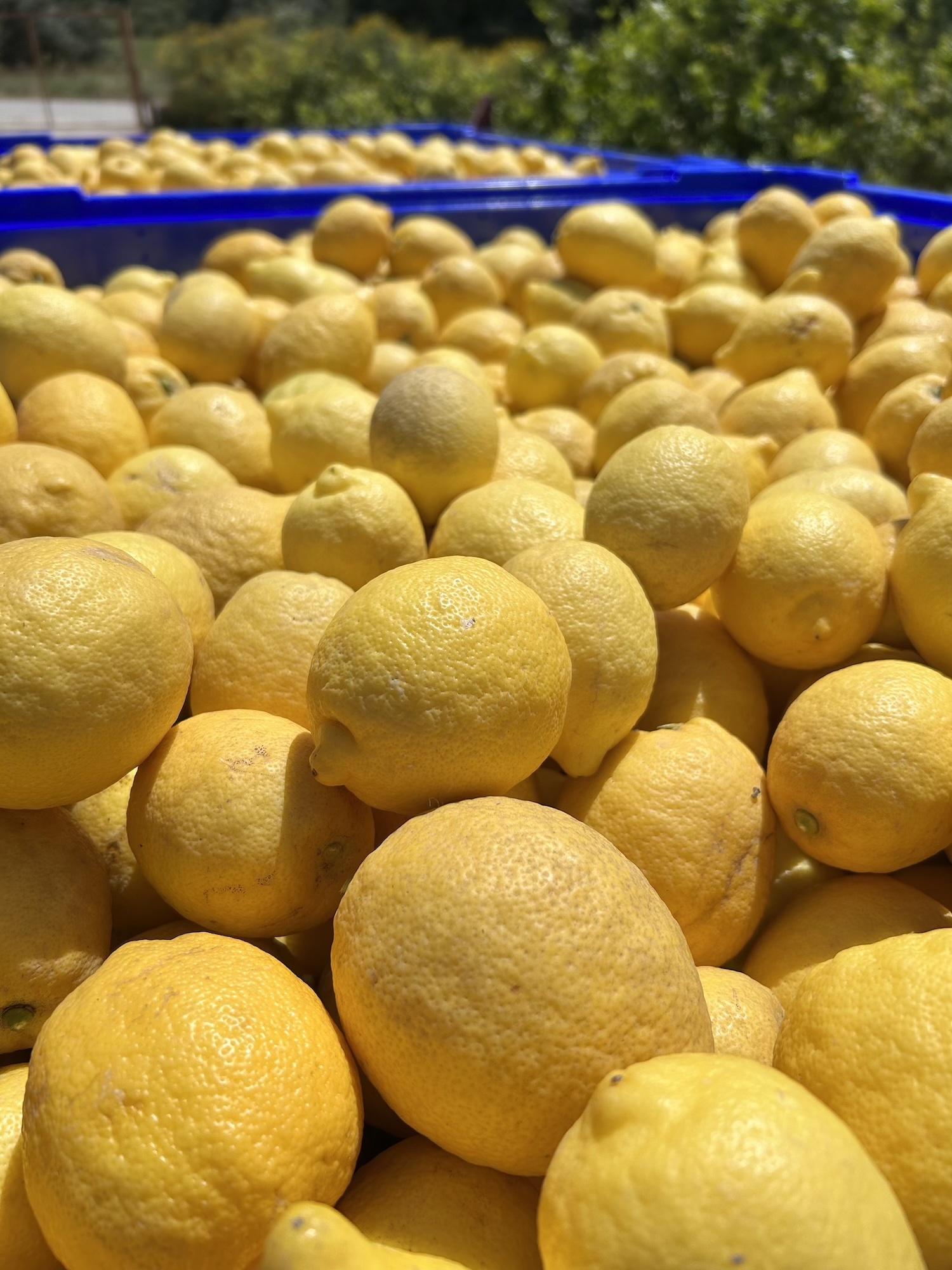 Limoni gialli raccolti in grandi cassette sul campo