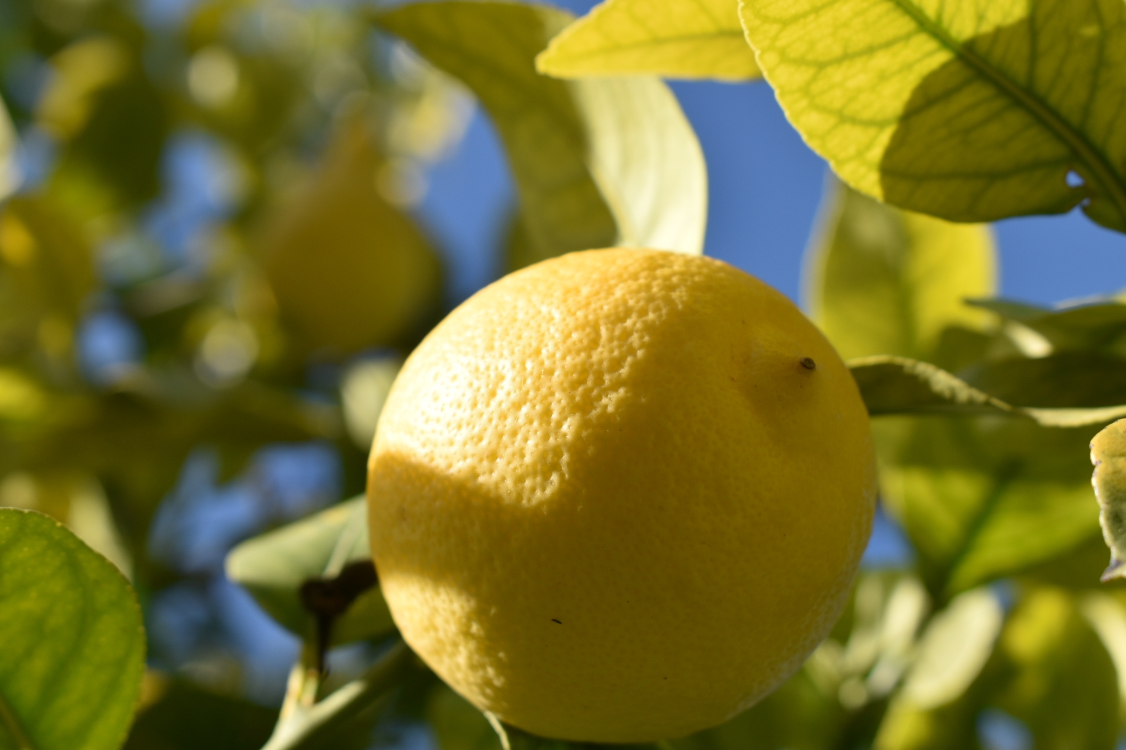 Un limone giallo in primo piano
