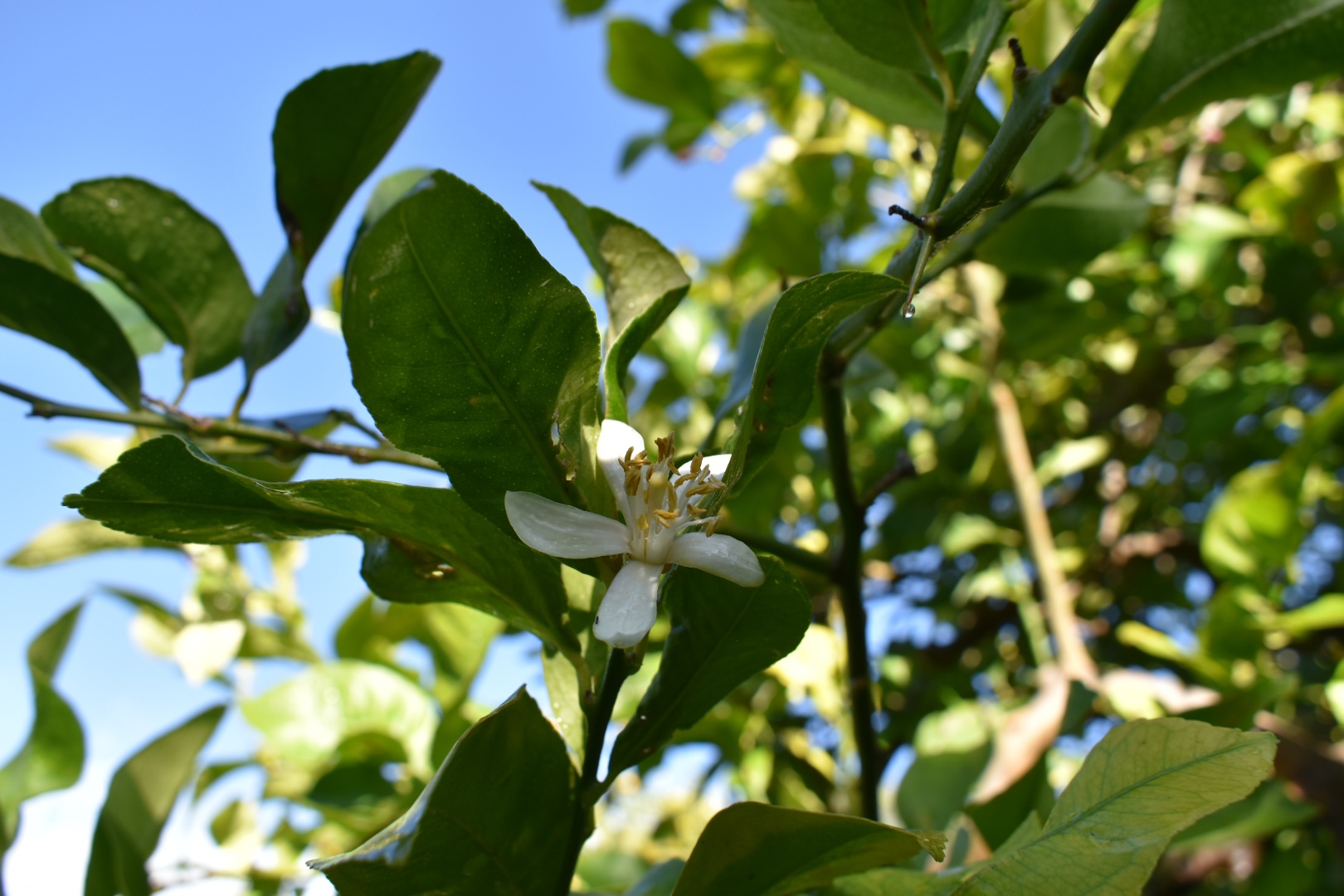 Zagara appena fiorita da un ramo dell'albero