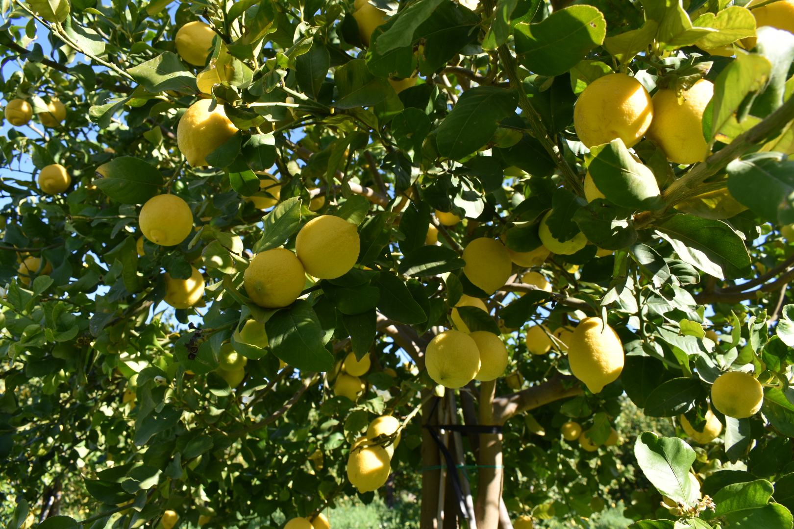 Chioma di un albero con limoni gialli