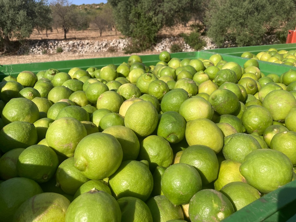 Limoni verdi raccolti in grandi cassette sul campo