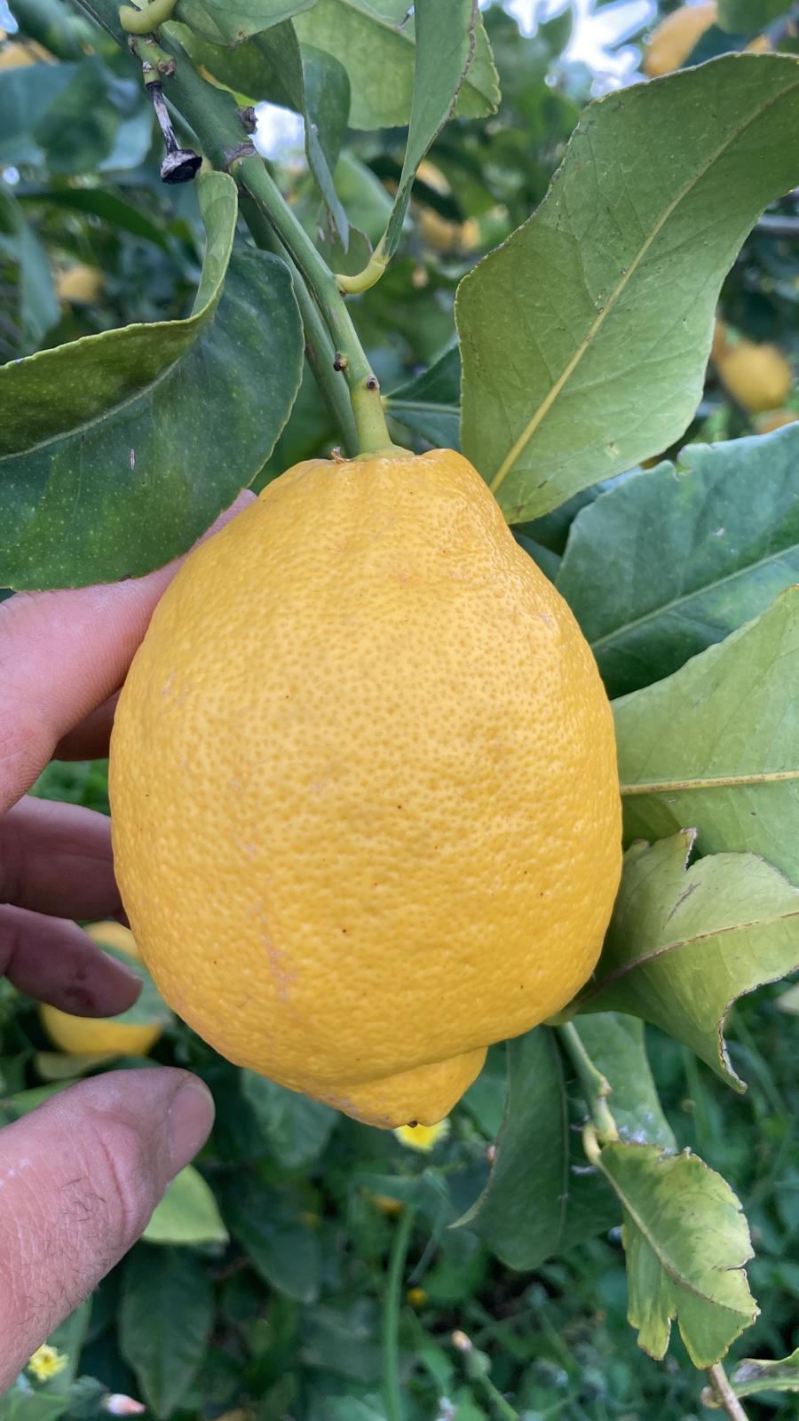 Un limone giallo in primo piano sull'albero