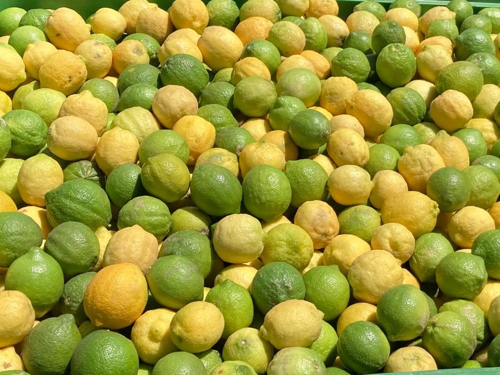 Tanti limoni di varietà bianchetto