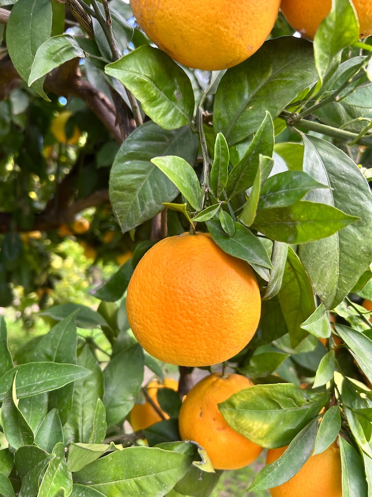 Arance mature in primo piano sull'albero