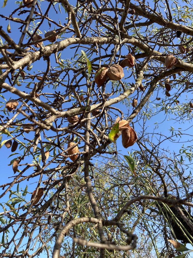 Numerose mandorle sui rami